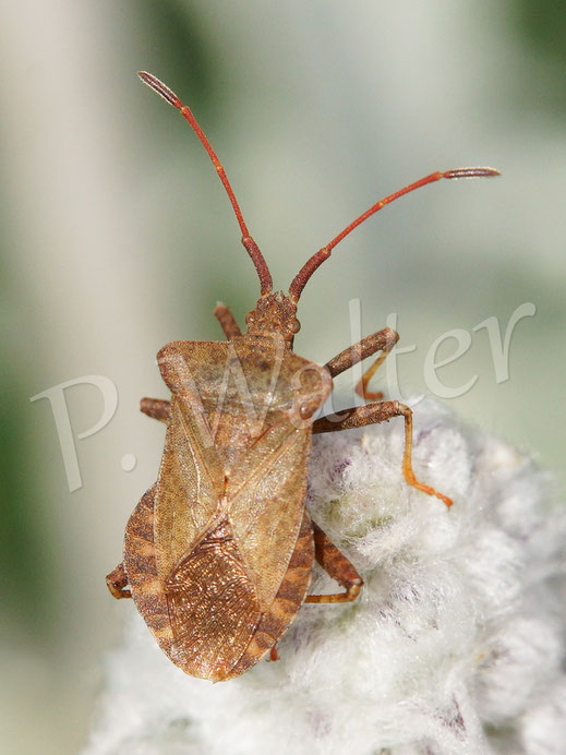 12.06.2015 : Lederwanze, Coreus marginatus