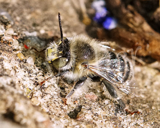 Bild: Vierfleck-Pelzbiene, Anthophora quadrimaculata, Männchen, Wildbiene