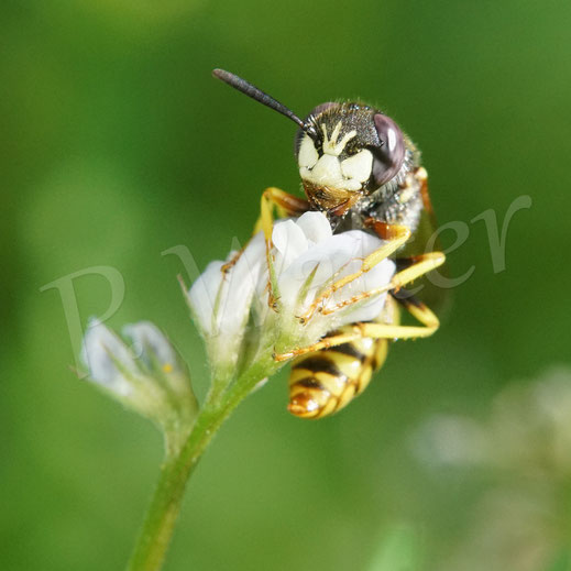 Bild: Bienenwolf, Männchen, Philanthus triangulum, Crabronidae, Grabwespe, bee wolf, digger wasp, solitary wasp, Acker-Wicke, Behaarte Wicke, Rauhaarige Wicke, Vicia hirsuta