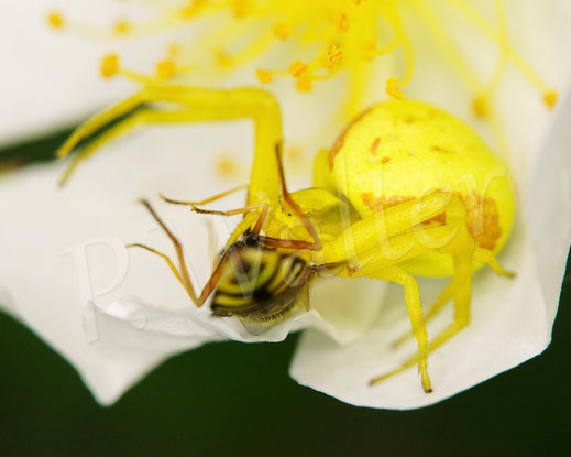 Bild: Veränderliche Krabbenspinne, gelbe Färbung, Misumena vatia, Araneae, Thomisida, Spinnen, Beute, Sandbiene, goldenrod crab spider, Blüte der Kletterrose Rosa helenae