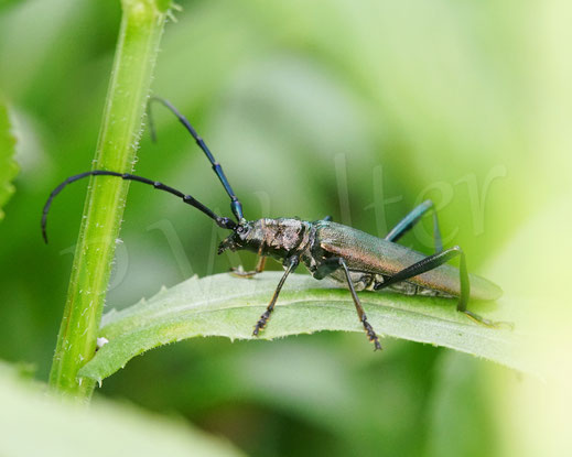 Bild: Moschusbock, Aromia moschata, Bockkäfer, Cerambycidae, Käfer, Coleoptera,  