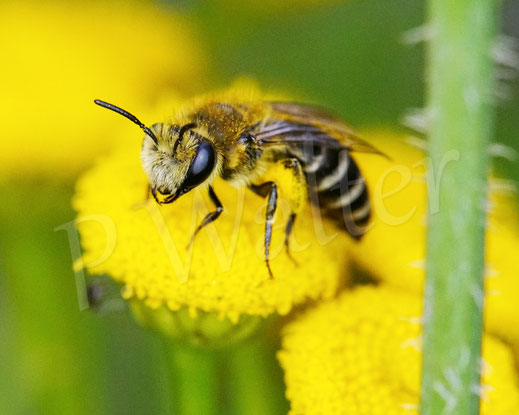 Bild: Colletes cf. daviesanus, Buckel-Seidenbiene ? Weibchen, Rainfarn, Tanacetum vulgare, Korbblütler, Asteraceae, Wildbiene, Wildbienen, gelbe Blüte