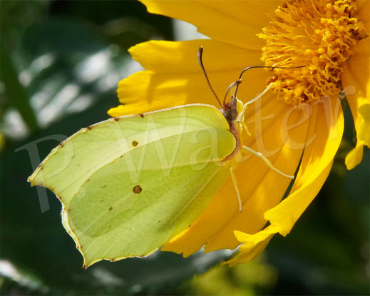 Bild: Zitronenfalter, Gonepteryx rhamni, Schmetterling, Tagfalter, am Mädchenauge, Weißlinge, Pieridae, Schmetterlinge, Lepidoptera