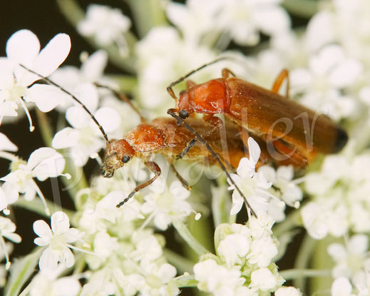 Bild: Roter Weichkäfer, Rhagonycha fulva, Rotgelber Weichkäfer, Cantharidae, Coleoptera, Käfer, Wilde Möhre, Daucus carota, Doldenblütler, Apiaceae, Doldenblütlerartige, Apiales