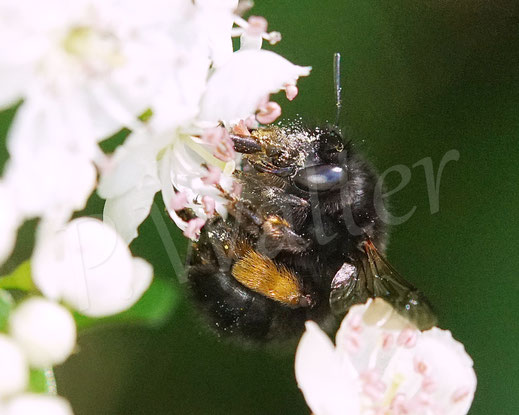 Bild: Frühlings-Pelzbiene, Anthophora plumipes, Weibchen,  Blüten, Eingriffliger / Zweigriffliger Weißdorn, Crataegus monogyna / laevigata, Rosaceae, Wildbiene, Flower Bee