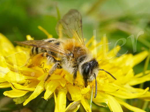 Weiße Bindensandbiene oder Schwere Sandbiene, Andrena gravida