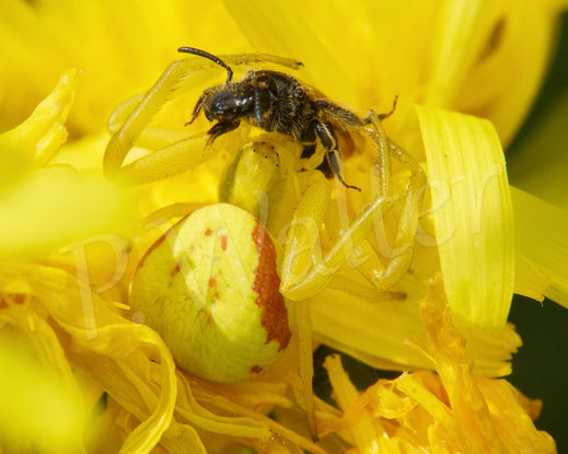 Bild: Veränderliche Krabbenspinne, Misumena vatia, Araneae, Thomisida, Spinnen, Beute, goldenrod crab spider, Wiesen-Pippau, Crepis biennis 