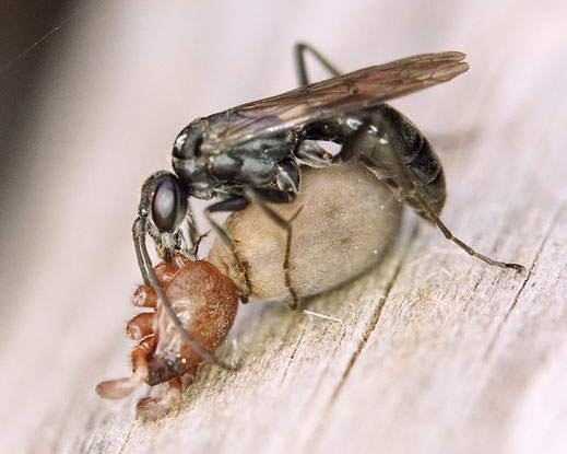 Bild: Tönnchenwegwespe, Auplopus cf. carbonarius, mit einer Spinne als Beute, Wegwespen, Pompilidae
