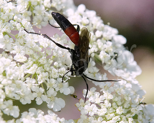Bild: Schlupfwespe, Stenichneumon culpator, Wilde Möhre, Daucus carota subsp. carota, Doldenblütler, Apiaceae