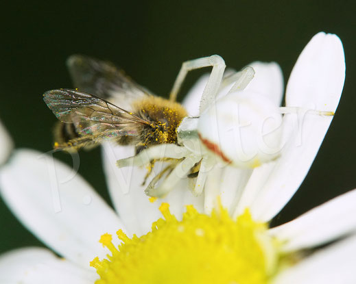 Bild: Veränderliche Krabbenspinne, Misumena vatia, Araneae, Thomisida, Spinnen, Beute, goldenrod crab spider, Wiesen-Margerite, Leucanthemum vulgare