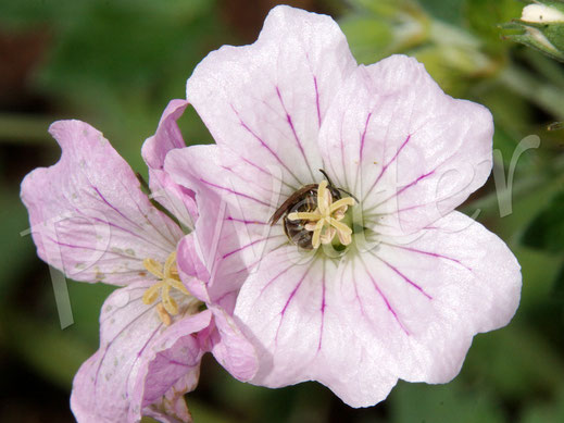 Bild: Maskenbiene an einer Blüte des Storchschnabels