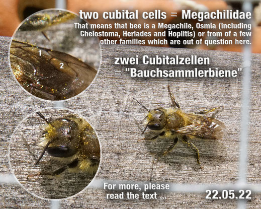 Bild: Blattschneiderbiene, Mörtelbiene, Megachile spec., Cubitalzellen, Flügeladerung, Wildbienen