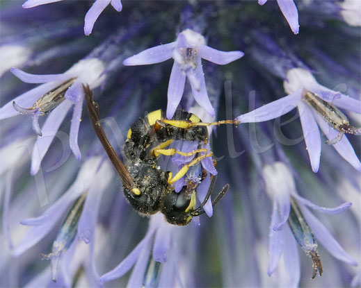 Bild: Bienenjagende Knotenwespe, Cerceris rybyensis, Grabswespe, digger wasp, Faltenwespe, an der Kugeldistel, Echinops spec.