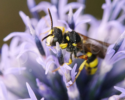 Bild: Bienenjagende Knotenwespe, Cerceris rybyensis, Grabswespe, digger wasp, Faltenwespe, digger wasp, Crabronidae, an der Kugeldistel, Echinops spec.