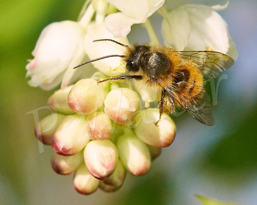Bild:Rostrote Mauerbiene, Männchen, Osmia bicornis, mason bee, Gemeine Pimpernuss, Staphylea pinnata, Klappernuss, Gefiederte Pimpernuss, Pimpernussgewächse, Staphyleaceae, Pimpernüsse, weiße Blüten, Wildbiene, Strauch