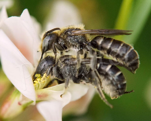 Bild: Schwarzspornige Stängel-Mauerbiene, Stängelbiene, Hoplitis leucomelana, Osmia leucomelana, Paarung, Pärchen, Wildbiene
