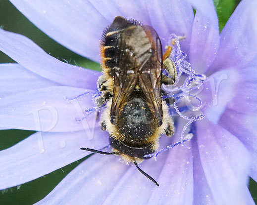 Bild: Buntfarbige / Bunte Blattschneiderbiene, Megachile versicolor, Wegwarte, Cichorium intybus, leafcutterbee, leafcuttingbee, Megachilidae, Wildbiene, wildbee, Korbblütler
