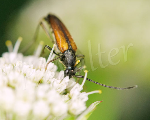 14.06.2025 : Kleiner Schmalbock, Stenurella melanura, Bockkäfer, Cerambycidae, Schmalböcke, Lepturinae, auf Großer Sterndolde, Astrantia major, Doldenblütler, Apiaceae