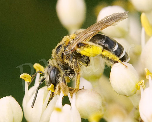 Bild: Rotbeinige Körbchen-Sandbiene, Andrena dorsata, Weibchen, Bienenbaum, Euodia hupehensis, Tetradium daniellii var. hupehensis, Tausendblütenstrauch, weiße Blüten, Wildbiene, wildbee