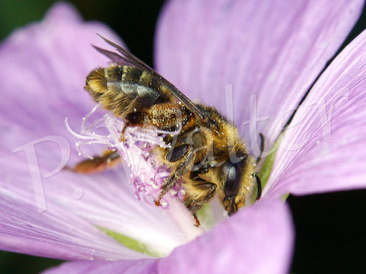 Bild: Waldschenkelbiene, Macropis fulvipes, an einer Storchschnabelblüte