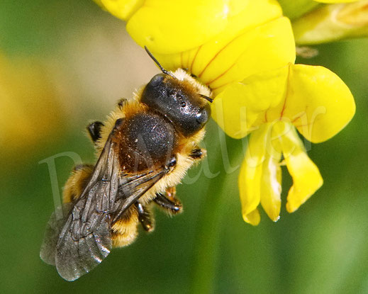 Bild: Dreizahn-Stängelbiene, Hoplitis tridentata, Osmia tridentata, Weibchen am Hornklee, Lotus corniculatus, Schmetterlingsblütler, Fabaceae, Wildbiene