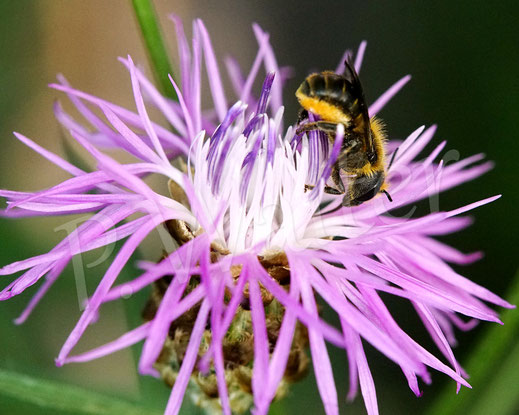 Bild: Osmia leaiana, Zweihöckrige Mauerbiene, Distel-Mauerbiene, Weibchen, Wiesen-Flockenblume, Centaurea jacea, Korbblütler, Asteraceae, oligolektische Wildbiene, Apidae, Hymenoptera