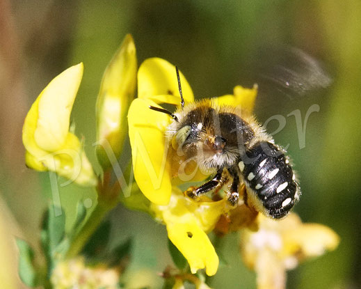 Bild: Weißfleckige Wollbiene, Weißgefleckte Wollbiene, Kleine Wollbiene, Anthidium punctatum, Weibchen, Wildbiene, Gewöhnlicher Hornklee, Lotus corniculatus, Hülsenfrüchtler, Fabaceae, Schmetterlingsblütler, Blüte