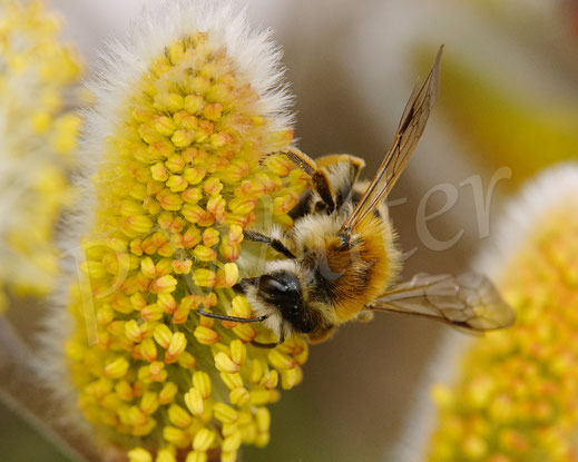 Bild: Weiße Bindensandbiene, Schwere Sandbiene, Andrena gravida, miningbee Wildbiene Wildbienen wildbee Weidenkätzchen Kätzchenweide wildbee willow, Salweide, Salix caprea