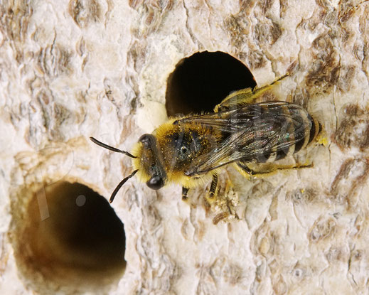 Bild: wahrscheinlich Colletes daviesanus, die Buckel-Seidenbiene, Männchen auf dem Einjährigen Berufkraut