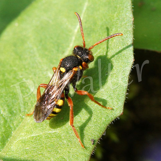 Bild: Wespenbiene, Nomada fucata oder Nomada bifasciata, Weibchen