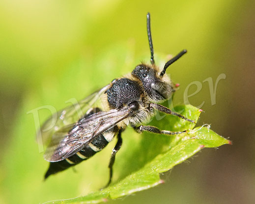 Bild: Mandibel-Kegelbiene, Coelioxys mandibularis, Weibchen am Nistplatz der Buntfarbigen Blattschneiderbiene, Wildbiene, Kuckucksbiene