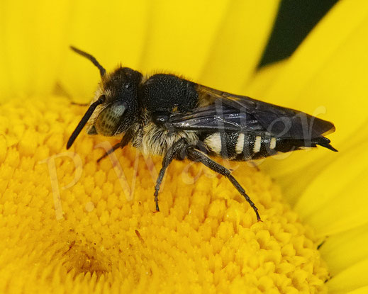 Bild: Mandibel-Kegelbiene, Coelioxys mandibularis, Weibchen, Färber-Hundskamille, Anthemis tinctoria, Asteraceae, Wildbiene, Kuckucksbiene, Apidae, Hymenoptera