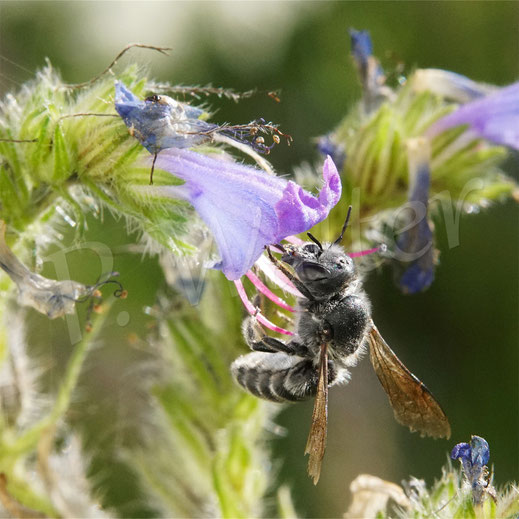 Bild: Weibchen der Natternkopf-Mauerbiene, Osmia adunca, Hoplitis adunca, in einer Natternkopfblüte