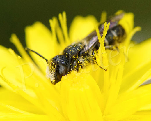 Bild: Löchernbiene, Männchen, Heriades truncorum, Kleinköpfiger Pippau, Crepis capillaris, Korbblütler, Asteraceae, Wildbiene