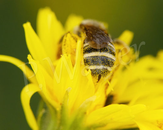Bild: Gelbbindige Furchenbiene, Halictus scabiosae, Wildbiene, Wiesen-Pippau, Crepis biennis