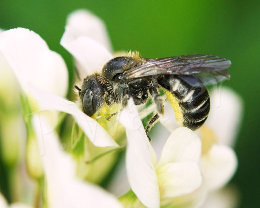 Bild: Schwarzspornige Stängel-Mauerbiene, Stängelbiene, Hoplitis leucomelana, Osmia leucomelana, Weibchen am Klee, Weißklee, Trifolium repens, Hülsenfrüchtler, Fabaceae, Schmetterlingsblütler, Wildbiene