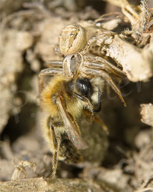 Bild: Braune Krabbenspinne / Buschkrabbenspinne mit Sandbiene als Beute, Spinne crab spider Xysticus cristatus Andrena gravida