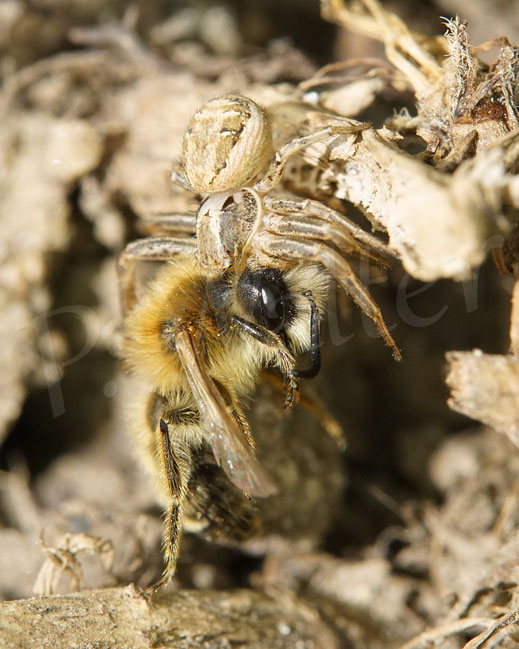 Bild: Braune Krabbenspinne / Buschkrabbenspinne mit Sandbiene als Beute, Spinne crab spider Xysticus cristatus Andrena gravida