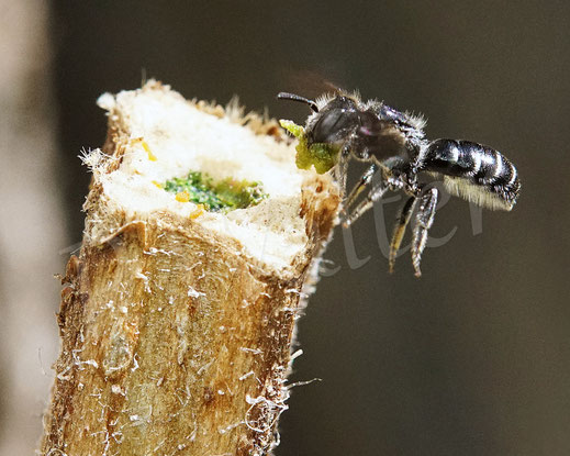 Bild: Schwarzspornige Stängel-Mauerbiene, Stängelbiene, Hoplitis leucomelana, Osmia leucomelana, markhaltiger Stängel, Wildbiene, Marknister, Markbewohner, Pflanzenmörtel, Verschluss