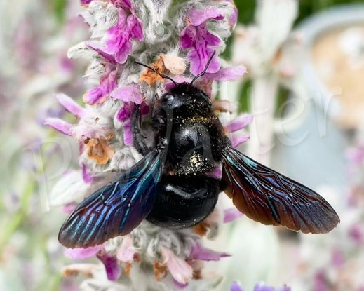 Bild: Blauschwarze Holzbiene, Große Holzbiene, Xylocopa violacea, Weibchen, Woll-Ziest, Stachys byzantina