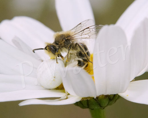 Bild: Veränderliche Krabbenspinne, Misumena vatia, Araneae, Thomisida, Spinnen, Beute, Sandbiene, goldenrod crab spider, Wiesen-Margerite, Leucanthemum vulgare