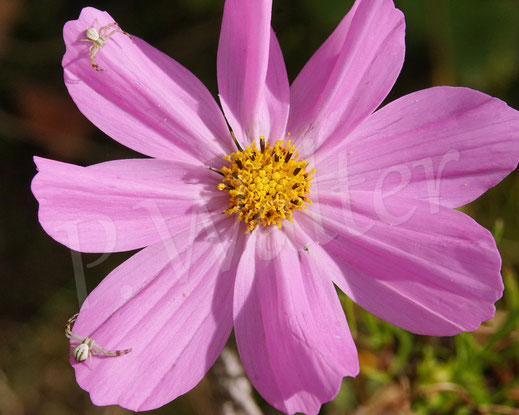 Bild: Veränderliche Krabbenspinne, Misumena vatia, Männchen, Thomisidae, Spinnentiere, Arachnida, Cosmea, Kosmee, Cosmee, Blüte