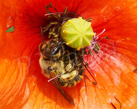 Bild: Gelbbindige Furchenbiene, Halictus scabiosae, Weibchen in einer Mohnblüte, Papaver, Wildbiene, Klatschmohn