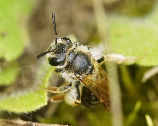 Bild: Gelbbeinige Kiel-Sandbiene, Goldbeinige Sandbiene, Andrena chrysosceles, Gänseblümchen, Bellis perennis, Wildbiene
