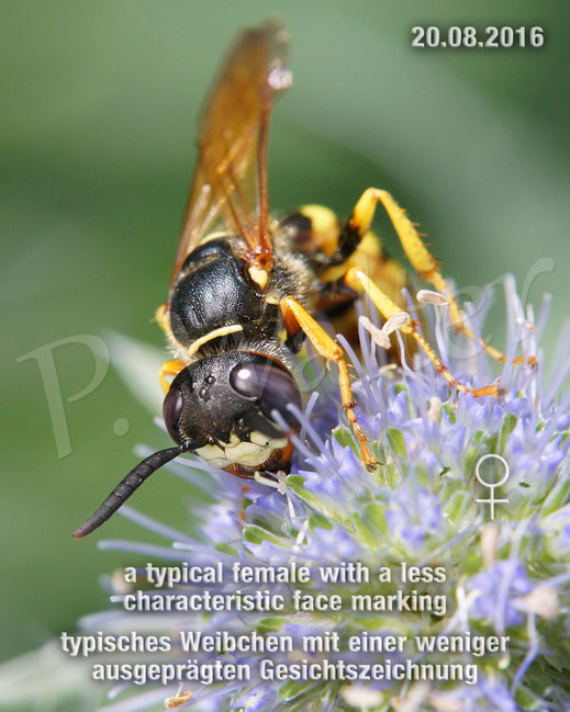 Bild: Bienenwolf, Weibchen, Philanthus triangulum, Crabronidae, Grabwespe, bee wolf, digger wasp, solitary wasp, Tauben-Skabiose, Scabiosa columbaria