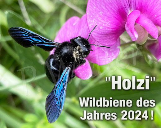 Bild: Blauschwarze Holzbiene, Wildbiene des Jahres 2024, Xylocopa violacea