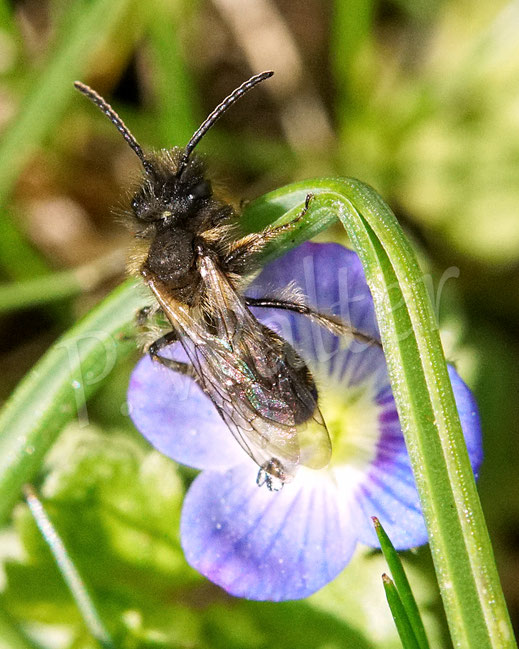 Bild: Zweifarbige Sandbiene, Andrena bicolor, Männchen, miningbee, Wildbiene, Wildbienen, wildbee, Gamander-Ehrenpreis, Veronica chamaedrys