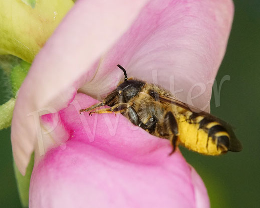 Bild: Platterbsen-Mörtelbiene, Megachile ericetorum, Weibchen an der Edelwicke, Duftwicke, Lathyrus odoratus, Hülsenfrüchtler, Schmetterlingsblütler, Fabaceae, Megachilidae, Wildbiene, wildbee