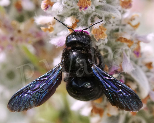 Bild: Blauschwarze Holzbiene, Große Holzbiene, Xylocopa violacea, Weibchen, Woll-Ziest, Wollziest, Stachys byzantina, Wildbiene, Lippenblütler, Lamiaceae 