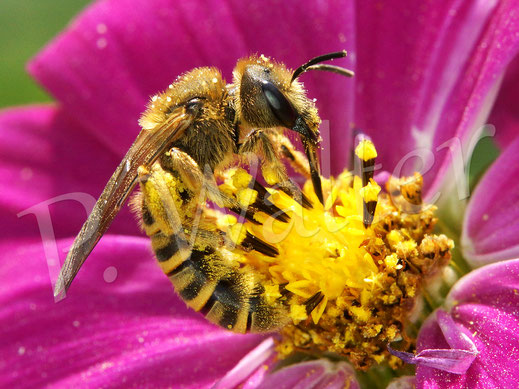 Bild: Gelbbindige Furchenbiene, Halictus scabiosae, Weibchen trinkt Nektar an einer Cosmee